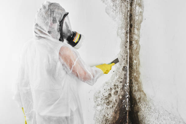 Best Emergency Mold Remediation in Aberdeen, WA