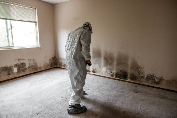 Best Localized Mold Remediation (e.g., coastal areas, humid climates) in Aberdeen, WA